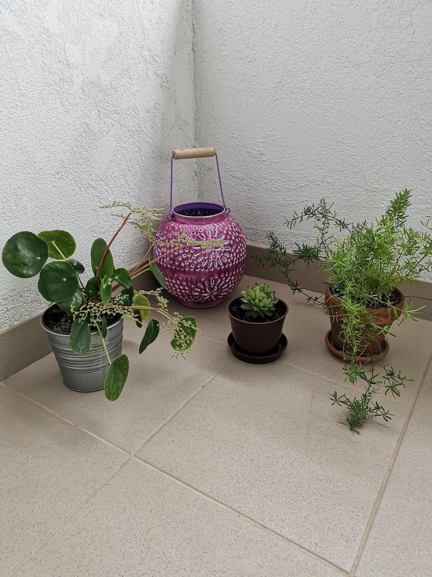 Apartments Dolores Šibenik Екстериор снимка